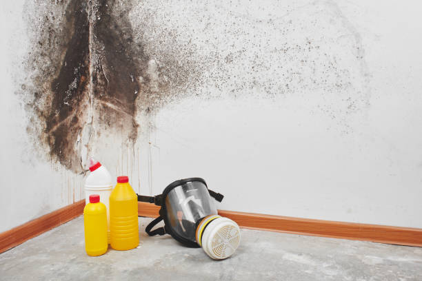 Best Emergency Mold Removal  in Saco, ME