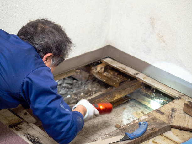 Best Crawl Space Mold Removal  in Saco, ME