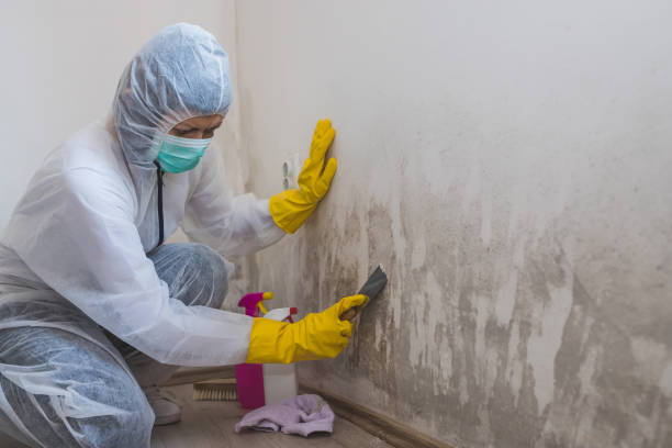 Best Affordable Mold Removal  in Saco, ME