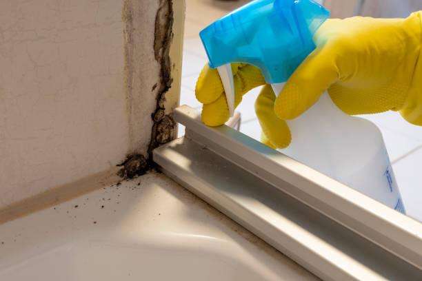 Best Mold Removal Near Me  in Saco, ME