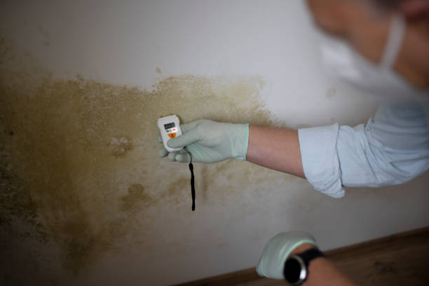 Office Mold Removal Services in Saco, ME