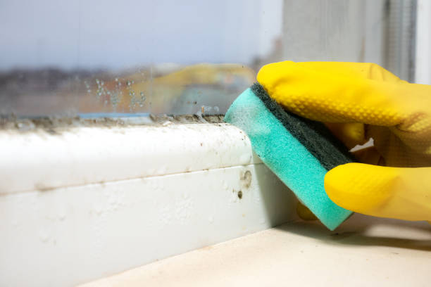 Best Local Mold Removal Service  in Saco, ME