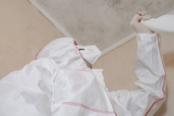 Best Professional Mold Removal  in Saco, ME