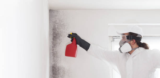 Best Mold Remediation  in Saco, ME
