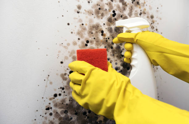 Best Best Mold Removal Companies  in Saco, ME