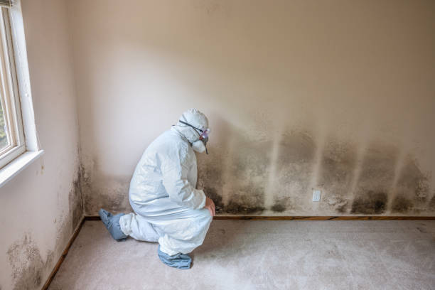Best Mold Cleaning Services  in Saco, ME