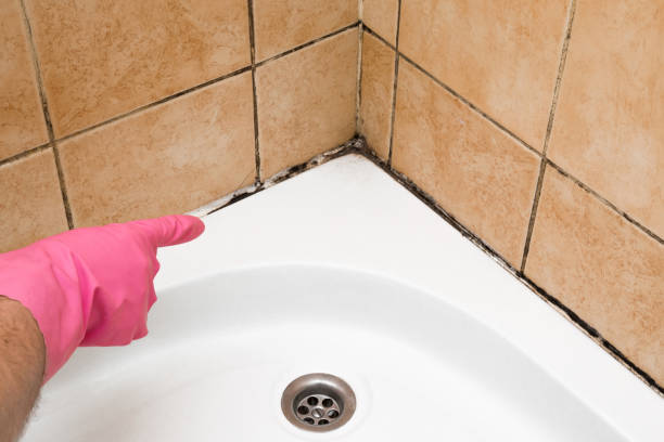 Best Local Mold Removal Service  in Saco, ME